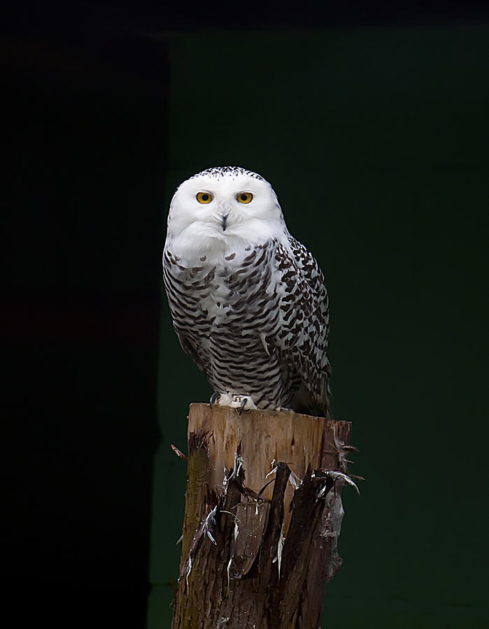 Owl Photograph by Gouzel -