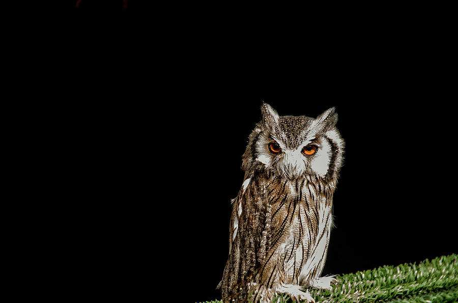 Owl II Photograph by Paulo Goncalves
