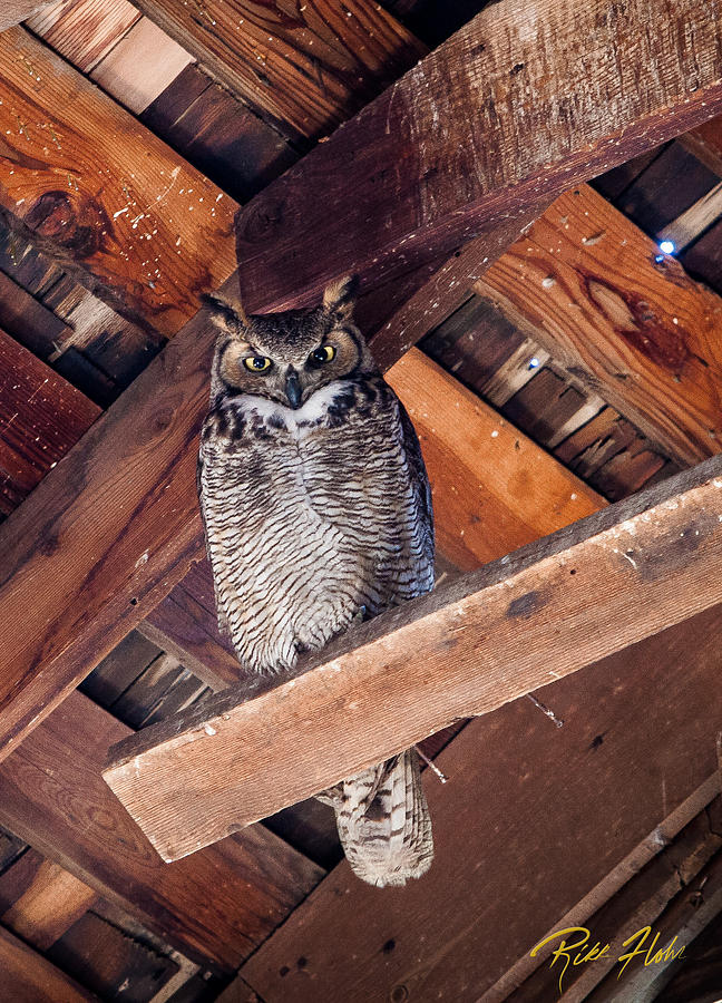 Owl in a Barn Photograph by Rikk Flohr