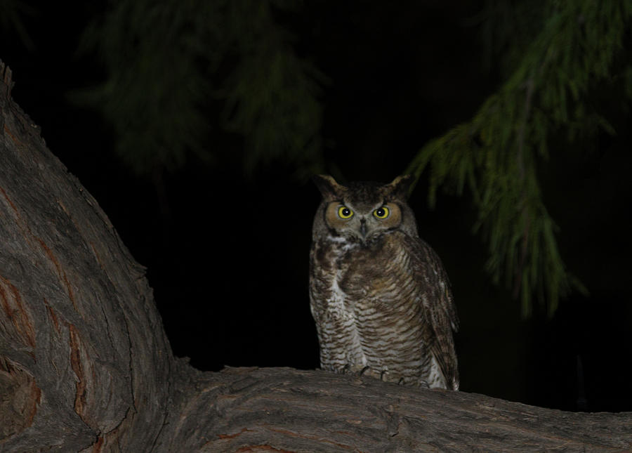 Owl in a Palo Verde tree Photograph by Ruth Jolly