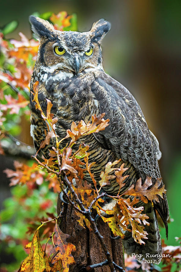 Owl in Autumn Oaks Photograph by Peg Runyan