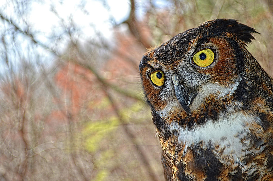Owl in Fall Photograph by Jason Bohannon