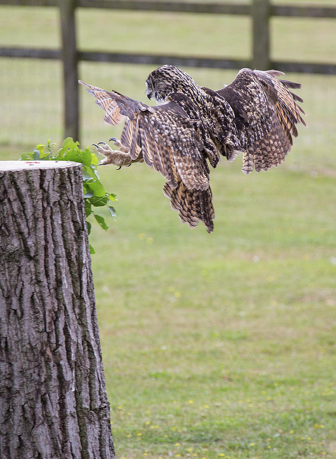 Owl in for landing Photograph by Ed James
