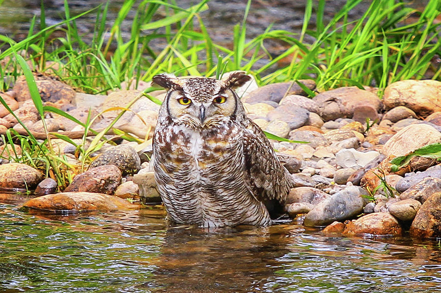 Owl In The Creek Photograph by Juli Ellen