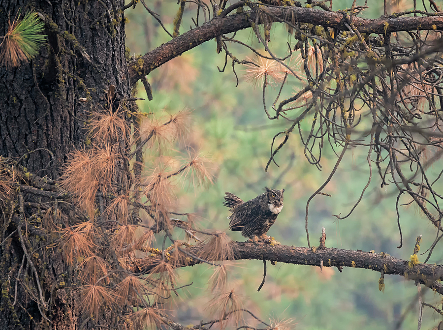 Owl in the Forest Photograph by Loree Johnson
