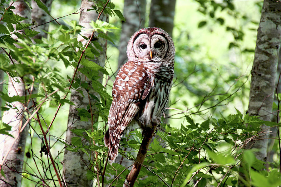 Owl in the Forest Photograph by Peggy Collins
