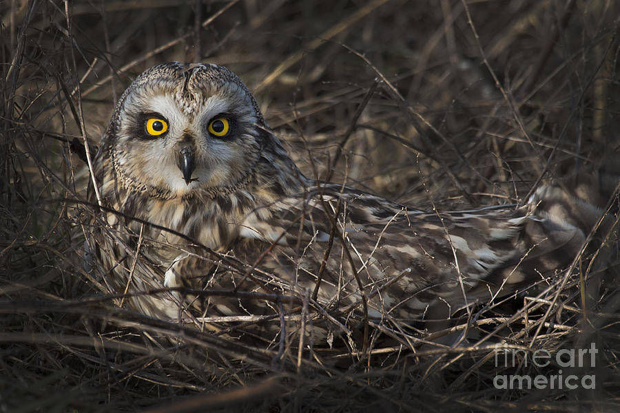 Owl in the Grass Photograph by Sonya Lang
