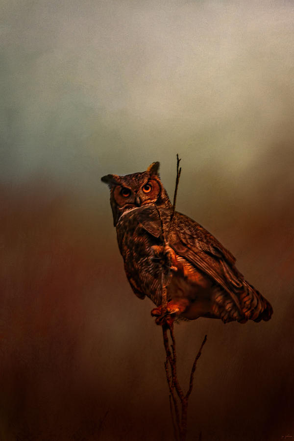 Owl In The Marsh Photograph by Jai Johnson