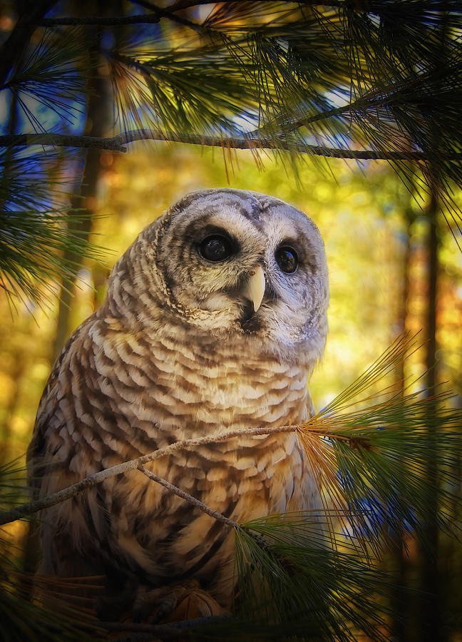 Owl in the Pines Photograph by Peg Runyan