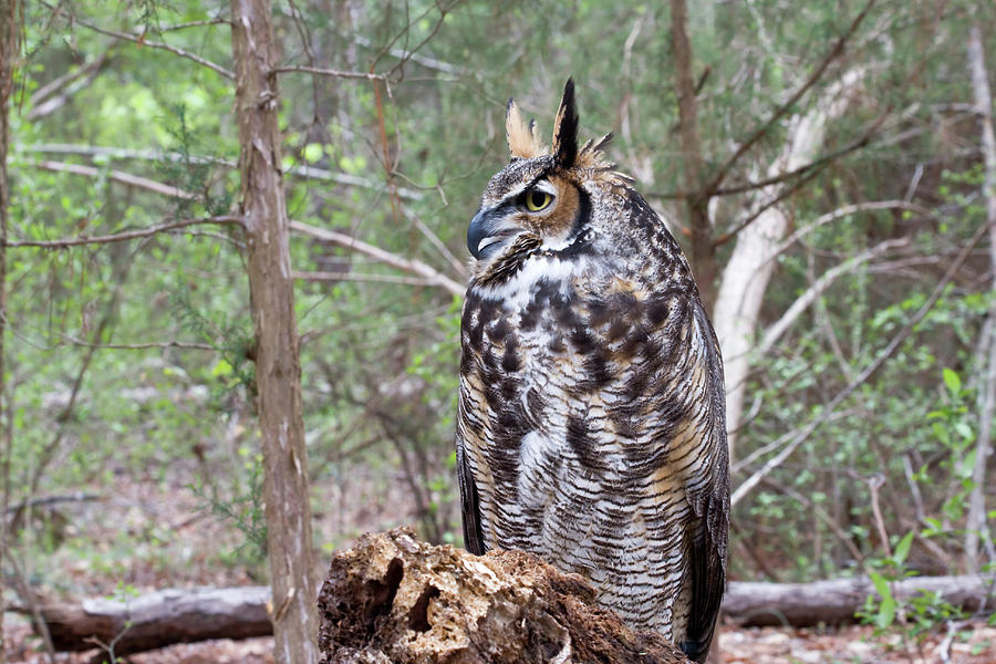 Owl In The Woods Photograph