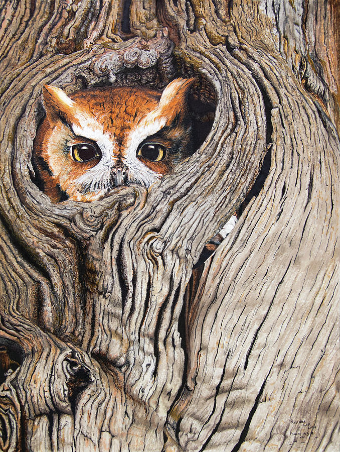 Owl in Tree Drawing by Malinda Case