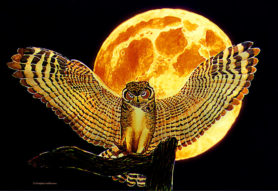 Owl Landing Painting by Douglas Castleman