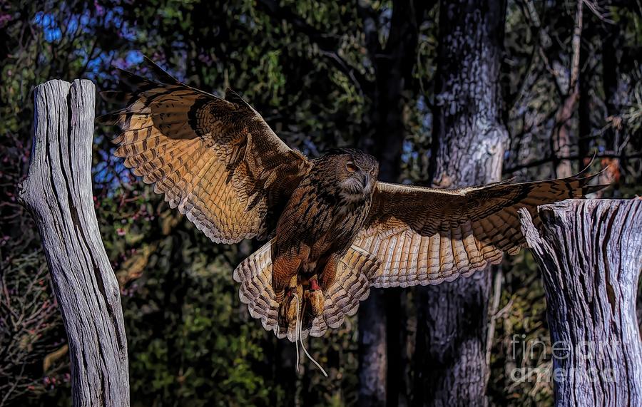 Bird Photograph - Owl Landing by Paulette Thomas