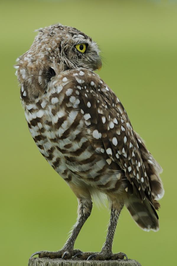 Owl Looking Back Photograph by Bradford Martin