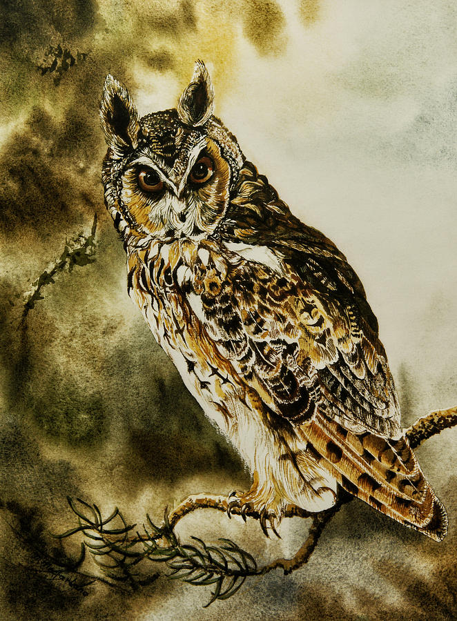 Owl  Photograph by John Paul Cullen