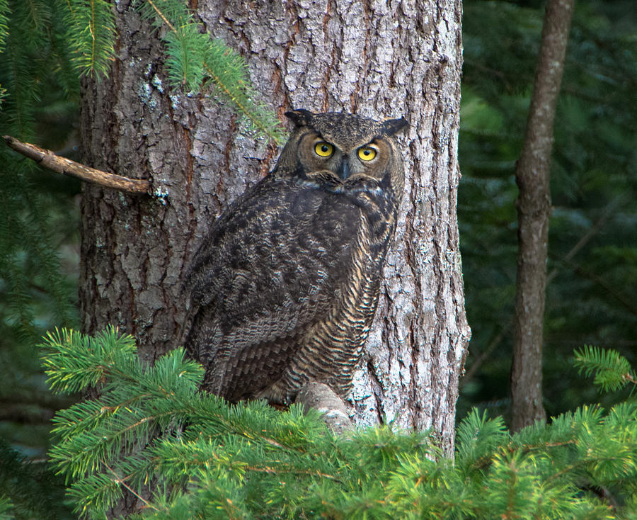 Great Horned Owl Photograph by Marilyn Wilson