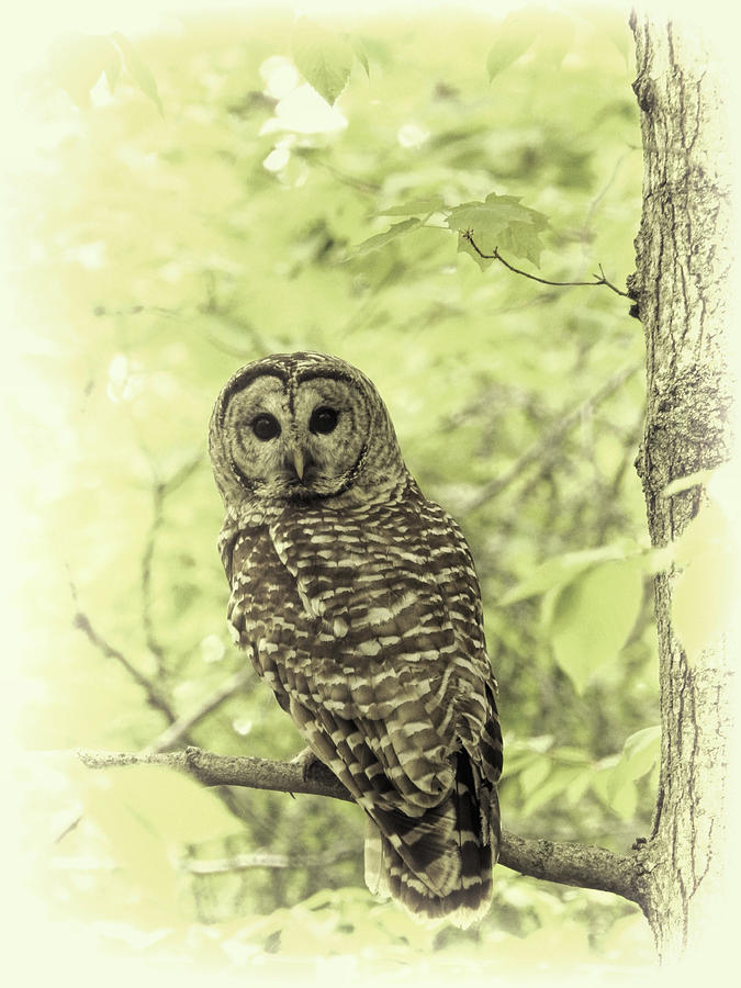 Owl-mazing Photograph