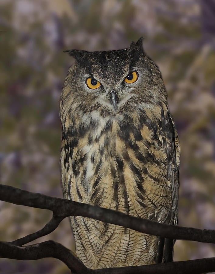 Owl Photograph by Michele A Loftus