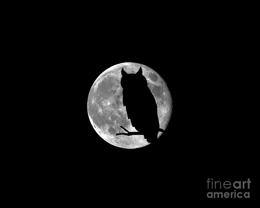 Owl Moon .png Photograph by Al Powell Photography USA
