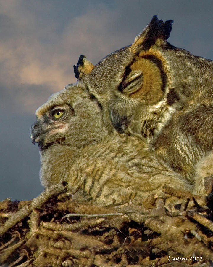 Owl Mother And Nestling Photograph by Larry Linton