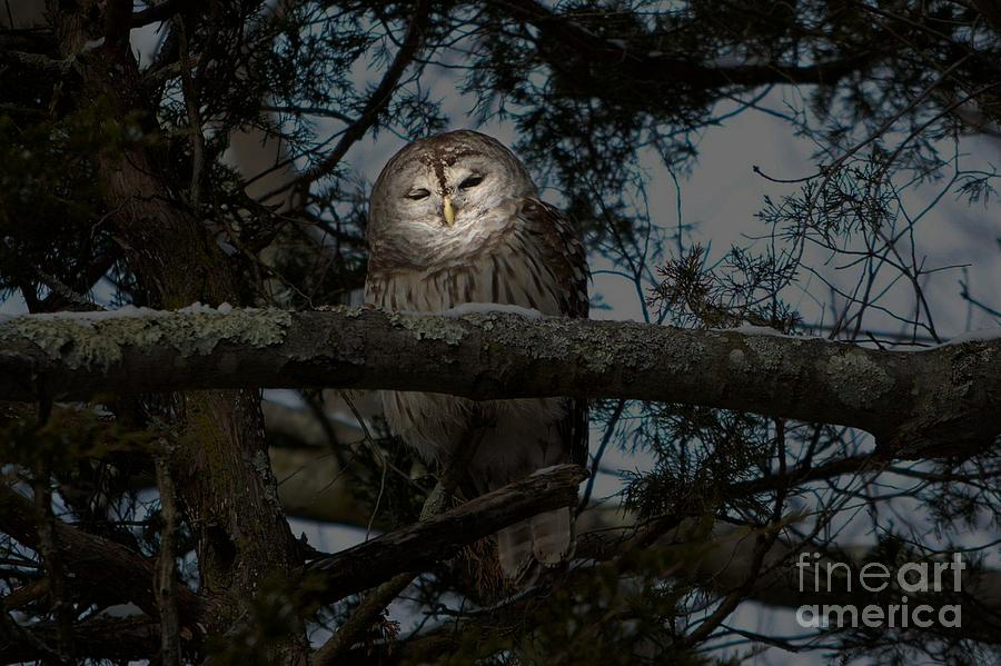 Owl Mystique Photograph