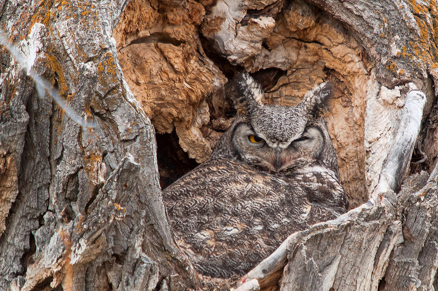 Owl Nest Photograph by Steve Stuller