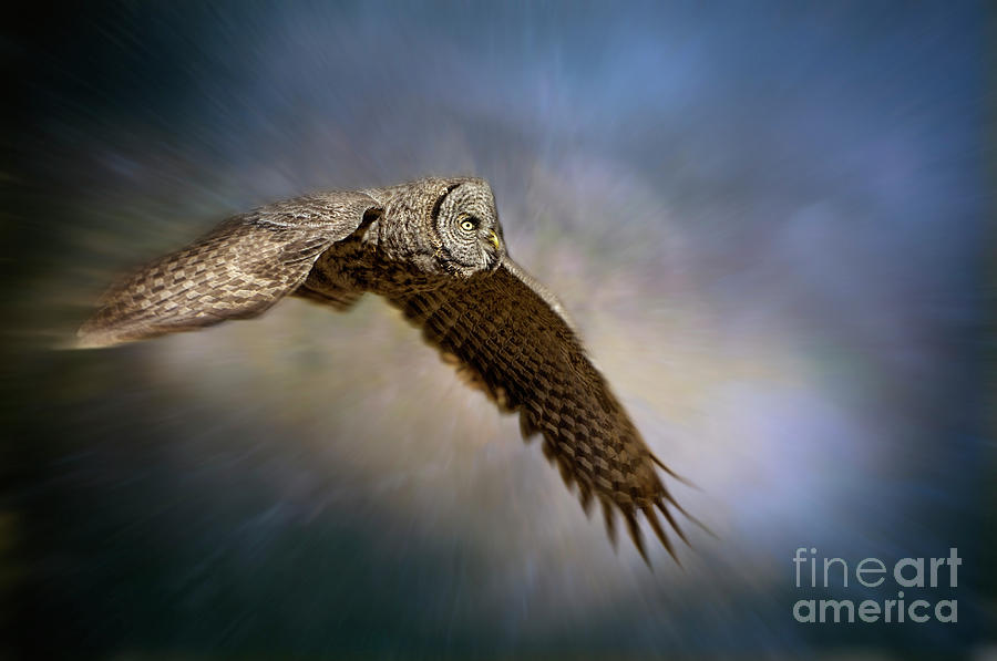 Owl Night Flight Photograph by Wildlife Fine Art
