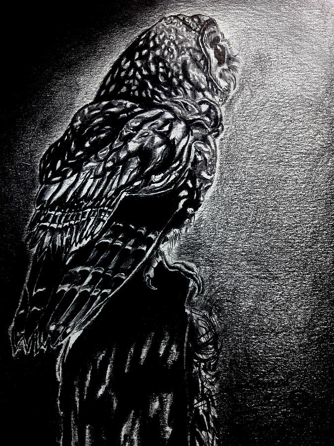 Owl Of The Night Drawing by James Dunbar