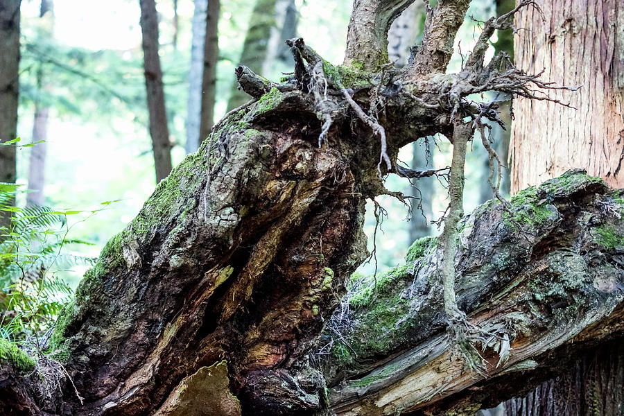 Owl of the Wood Photograph by Tim Dussault