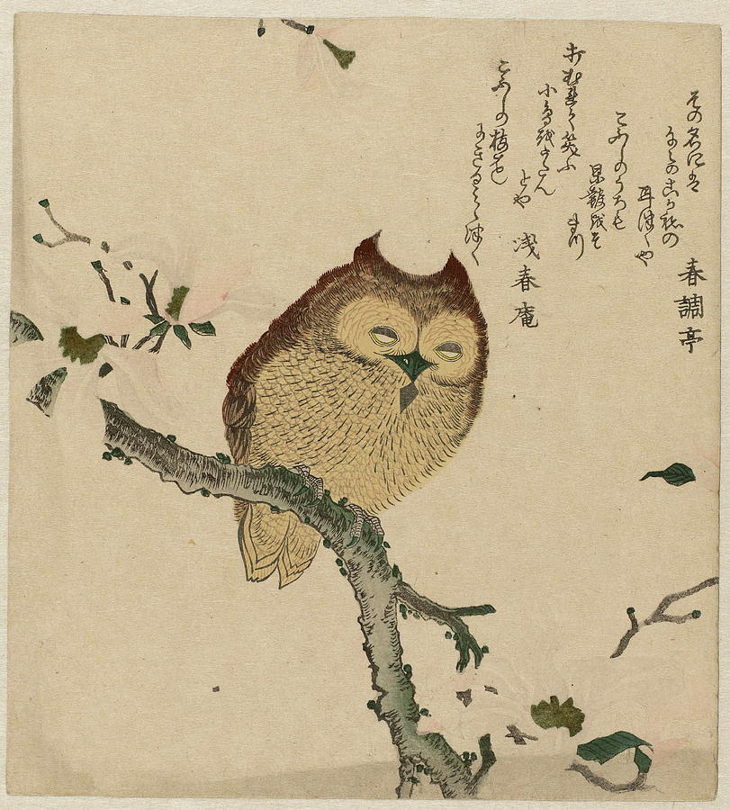 Owl On A Magnolia Branch, 1900 Painting by Kubota Shunman | Fine Art ...