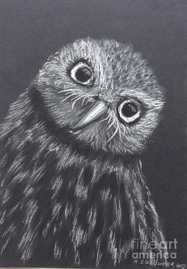 Owl on black background  Pastel by Natalia Wallwork