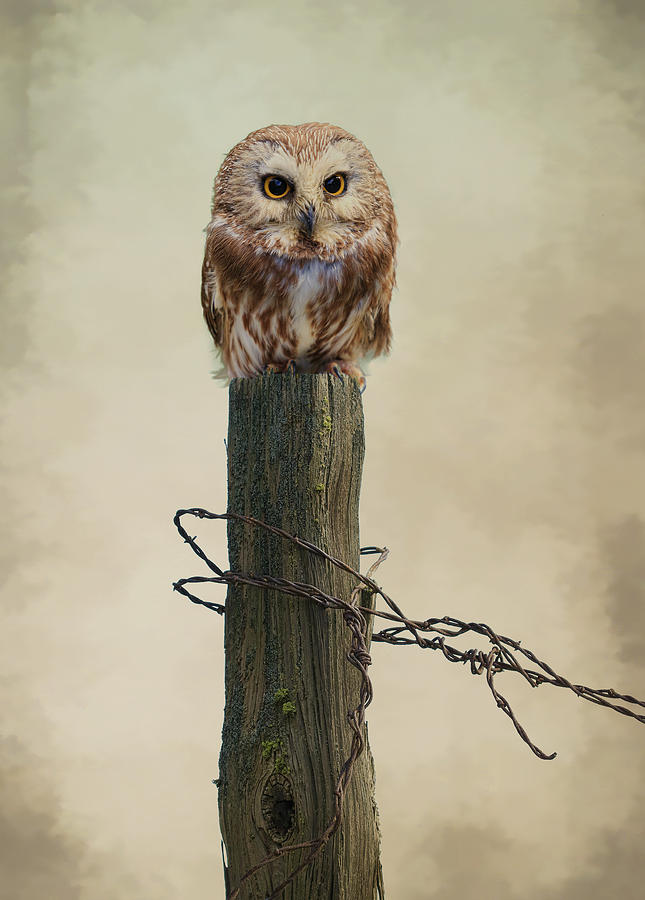 Owl On Fence Post Photograph by Steve McKinzie