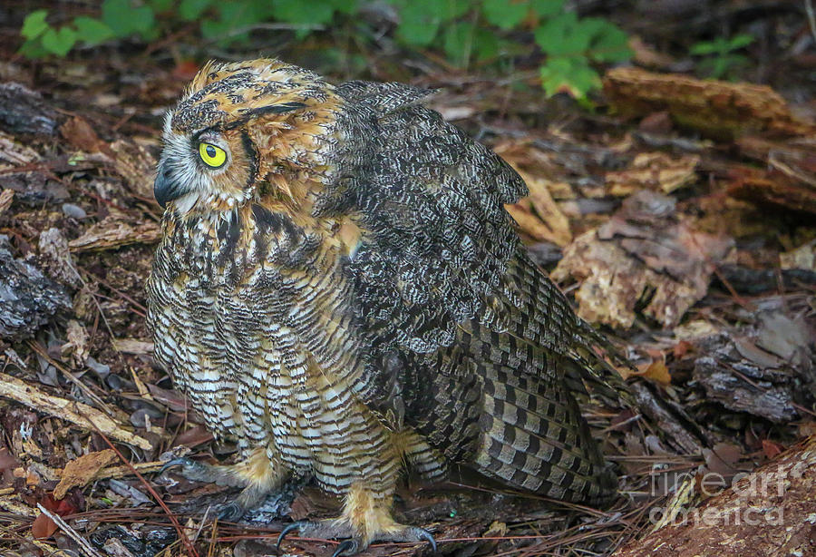 Owl on Ground Photograph by Tom Claud