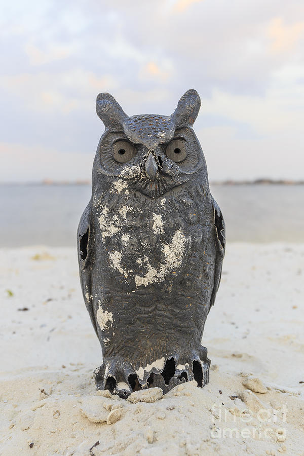 Owl on the beach Photograph by Edward Fielding
