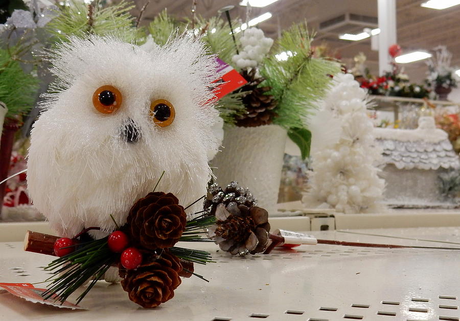 Owl On The Shelf Photograph by Betty-Anne McDonald