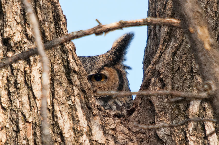 Owl Peek Photograph by Steve Stuller