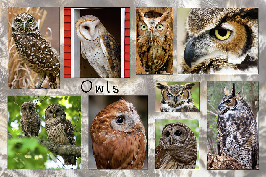 Owl Photomontage Photograph by Jill Lang