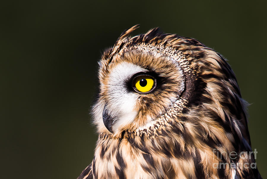 Owl Portrait Photograph by Daniel Himmelright - Fine Art America