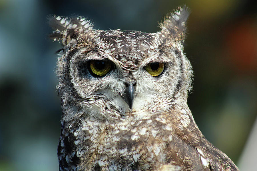 Owl Portrait Photograph by David Stasiak