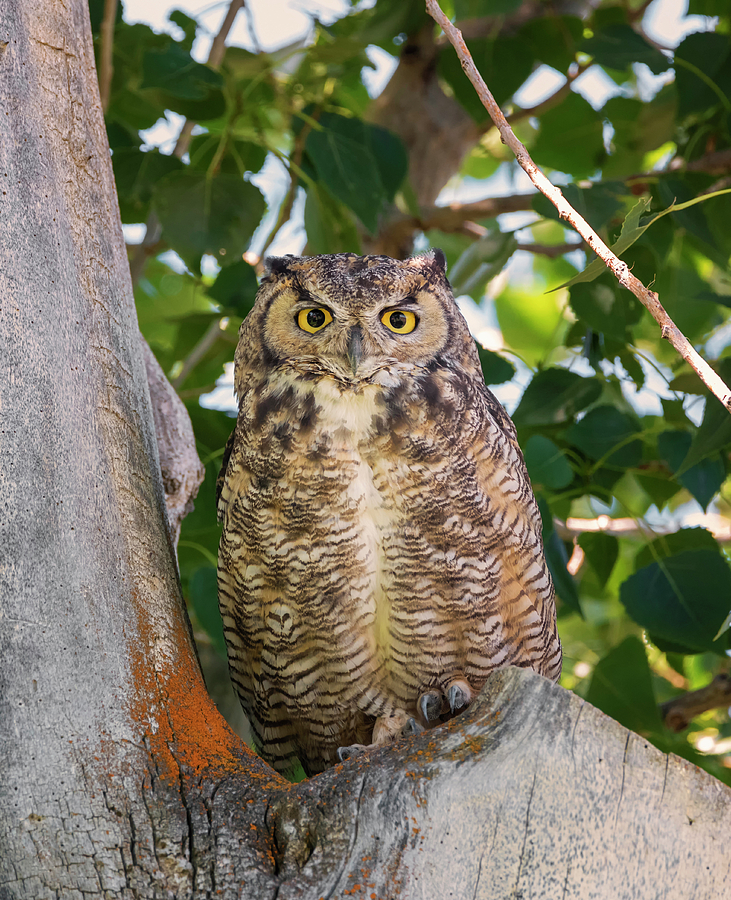 Owl Portrait Photograph by Loree Johnson