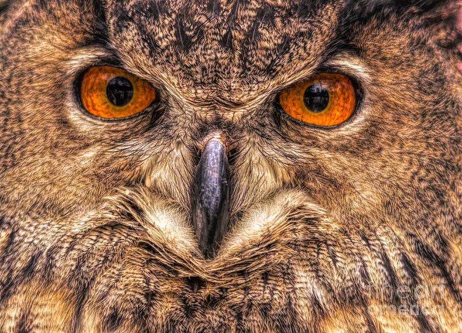 Owl Print 2627 Photograph by Paulette Thomas