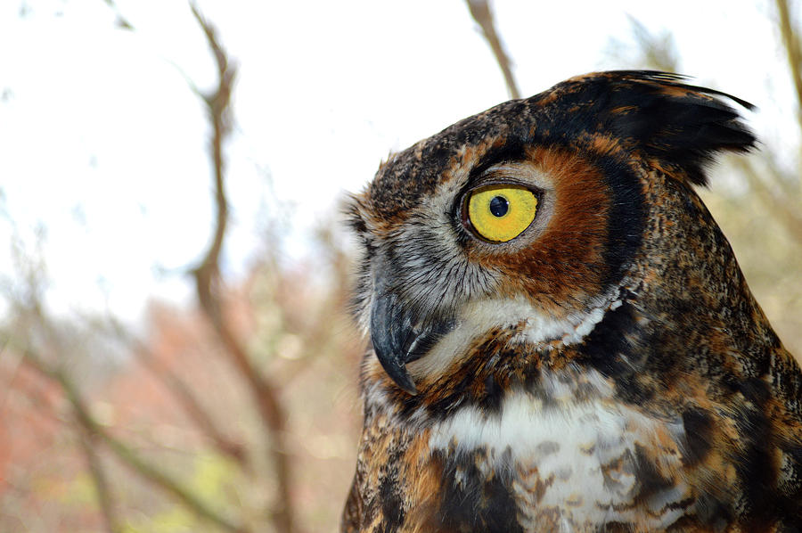 Owl Profile Photograph by Jason Bohannon