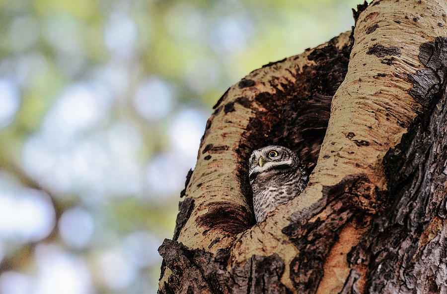 Owl resting in tree Photograph by Pradeep Raja PRINTS