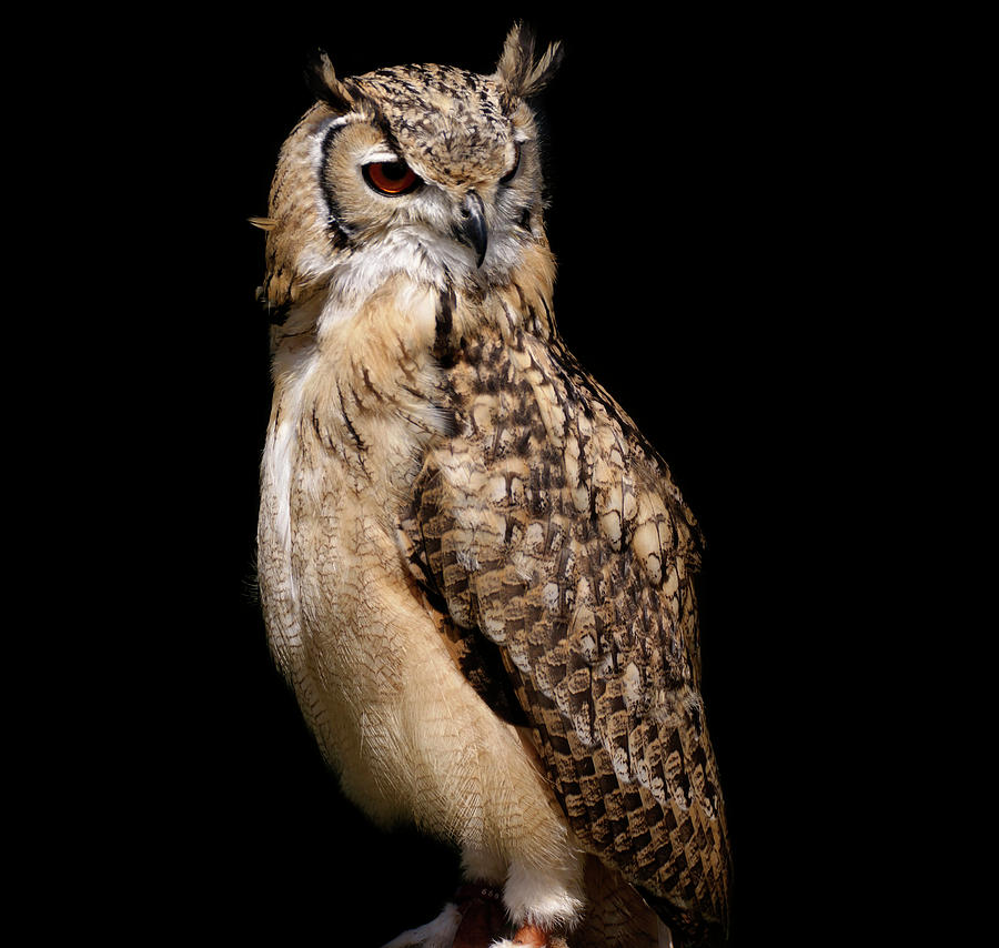 Owl Photograph - Owl by Sam Smith Photography