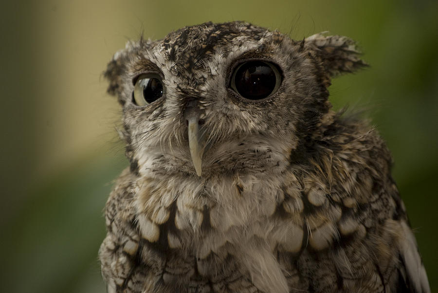 Owl Photograph by Scott Duncan - Fine Art America