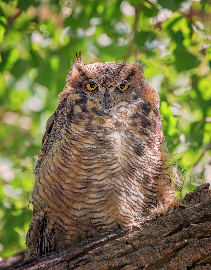 Owl Scowl Photograph by Loree Johnson