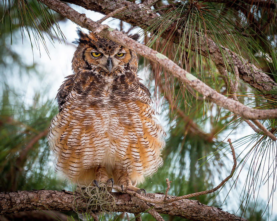 Owl Shakes Feathers Photograph by Joe Myeress