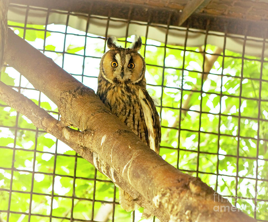 Owl sitting on tree Photograph by Irina Afonskaya
