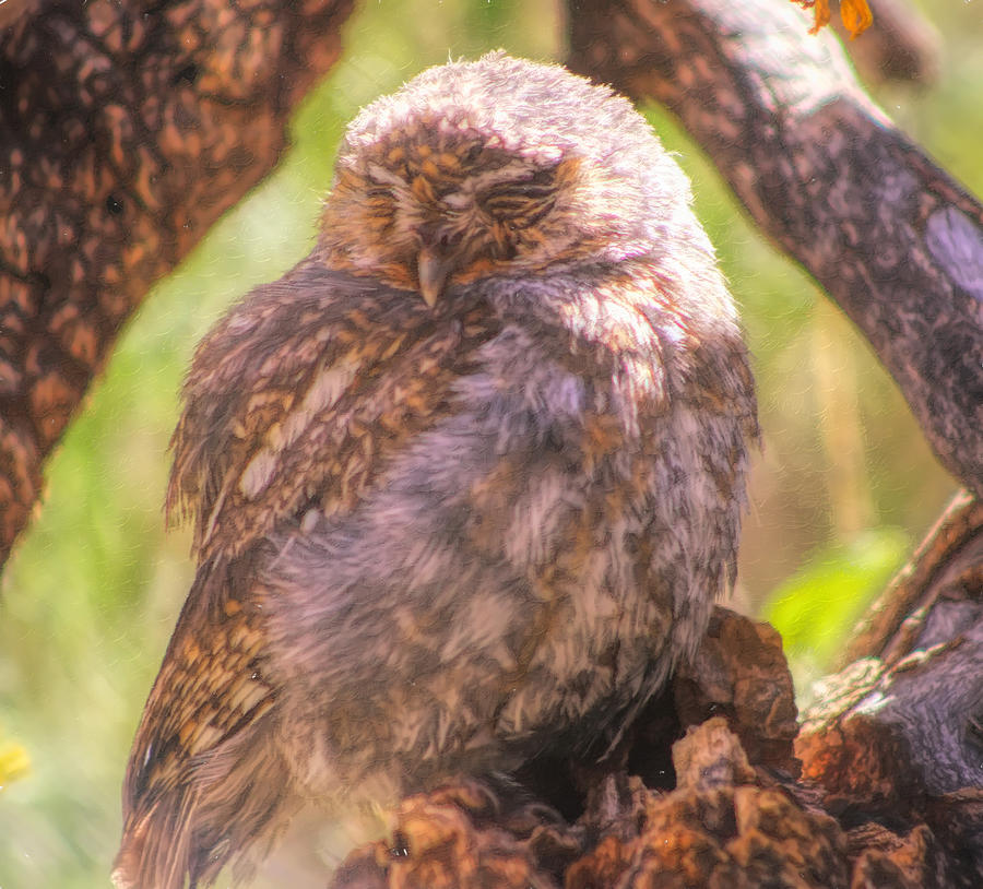 Owl Sleep Photograph by Kathy Bassett