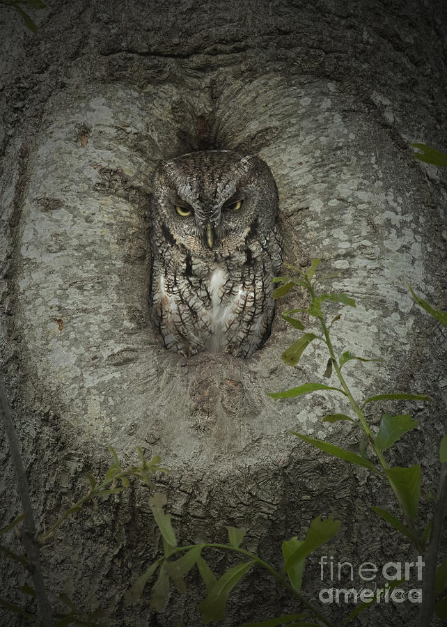 Screech Owl Stare Photograph by D Wallace